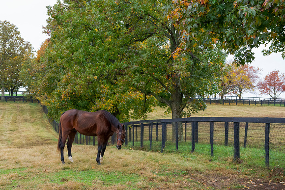 Two time Breeders' Cup Mile winner Lure, at Claiborne Farm in Paris Kentucky.
