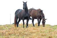 Breeders' Cup Juvenile Fillies winner Storm Flag Flying (right, grazing) at Claiborne Farm in Paris, Kentucky.