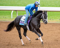 Isotherm, trained by George Weaver, jogs in preparation for the Breeders' Cup Sentient Jet Juvenile.