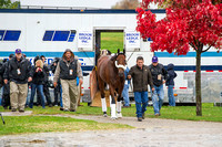 Triple Crown Champion American Pharoah arrives at Keeneland Race Course for the Breeders' Cup Classic.