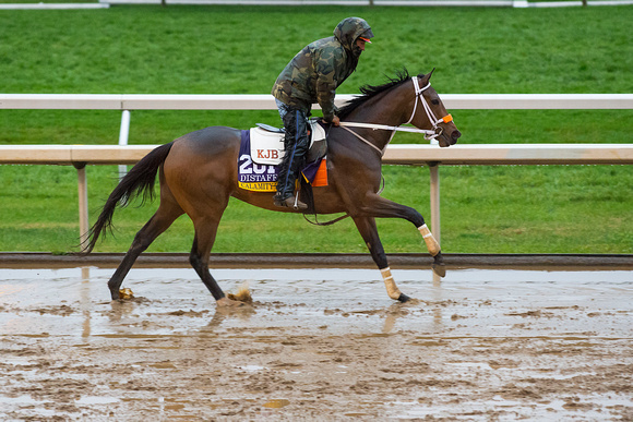 Calamity Kate, trained by Kelly Breen, gallops in preparation for the Breeders' Cup Distaff (GI).