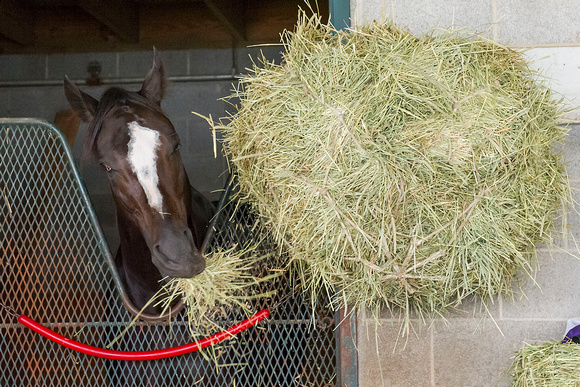Honor Code, trained by Shug McGaughey, enjoys his hay snack. Honor Code is entered in the Breeders' Cup Classic (GI).
