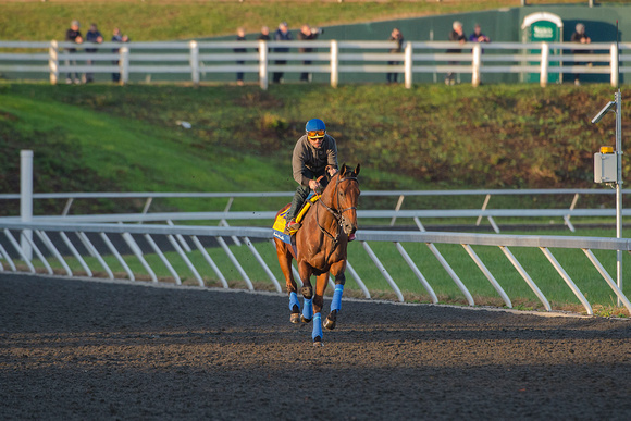 Triple Crown Champion American Pharoah, trained by Bob Baffert, prepares for the Breeders' Cup Classic (GI) at Keeneland Race Course.