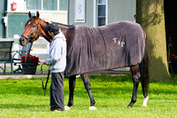 Overanalyze checks out his surroundings at Belmont Park in prepa
