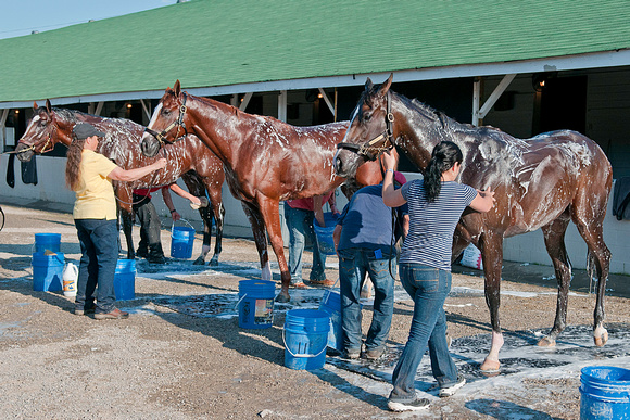 Todd Pletcher's triple threat of (l-r) Gemologist, El Padrino and Broadway's Alibi all getting baths after jogs around the track.