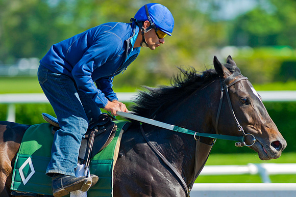 Matusak gallops in preparation for the 146th Belmont Stakes at Belmont Park in New York.