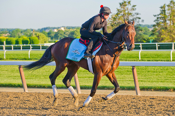 Orb, exercise rider Jenn Patterson up, jogs on the Belmont main
