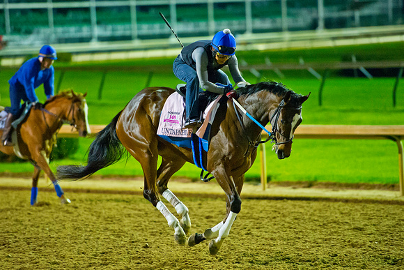 Fair Grounds Oaks winner Untapable is playful on the race track as she prepares for the 140th Kentucky Oaks at Churchill Downs in Louisville, Kentucky.
