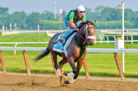Preakness winner Oxbow gallops around the clubhouse turn in prep