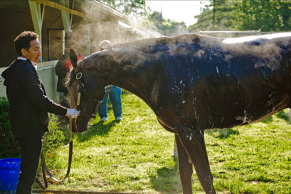 Dance With Fate enjoys his bath after exercising in preparation for the 140th Kentucky Derby.