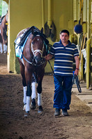 Palace Malice walks the shedrow at Belmont Park in preparation f