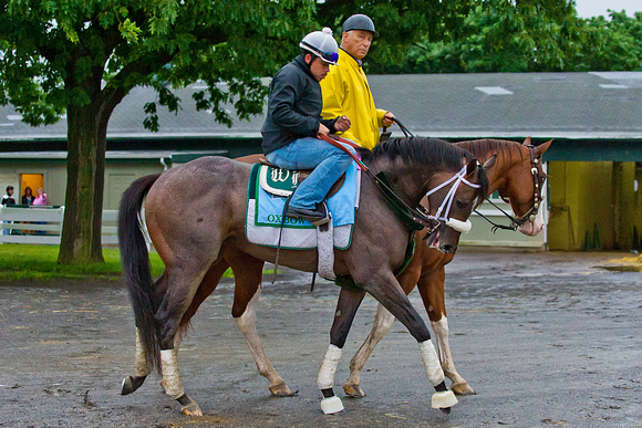 Preakness winner Oxbow walks to his barn after final preparation