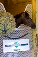 Oxbow in his stall after morning workouts at Belmont Park.