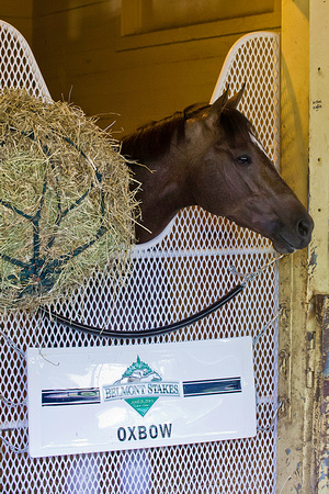 Oxbow in his stall after morning workouts at Belmont Park.