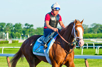 Will Take Charge walks around the racetrack at Belmont Park in p