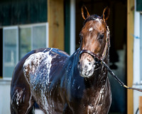 Early Belmont Stakes favorite Exaggerator, trained by Keith Desormeaux, during his bath at Belmont Park in Elmont New York.
