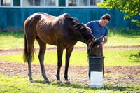 Early Belmont Stakes favorite Exaggerator, trained by Keith Desormeaux, drinks some water and is soothed before his bath at Belmont Park in Elmont New York.