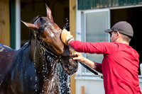 Early Belmont Stakes favorite Exaggerator, trained by Keith Desormeaux, during his bath at Belmont Park in Elmont New York.