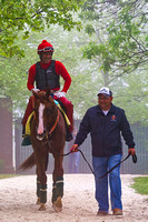 California Chrome returns to his stable at Pimlico Race Course in preparation for the 139th Preakness Stakes in Baltimore, Maryland.
