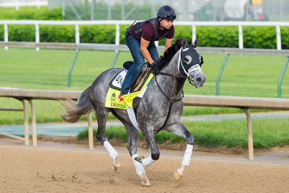 Destin, trained by Todd Pletcher, gallops in preparation for the Kentucky Derby at Churchill Downs in Louisville, Kentucky.
