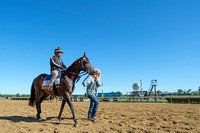 Led by Assistant Trainer Julie Clark, with exercise rider Peedy Landry aboard, Exaggerator gets ready to gallop at Belmont Park in Elmont, New York.