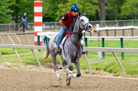 Preakness contender Cherry Wine, trained by Dale Romans, gallops during morning workouts at Pimlico Race Course in Baltimore, Maryland.