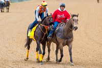 Danzing Candy, trained by Cliff Sise, jogs with a pony, in preparation for the Kentucky Derby in Louisville, Kentucky.