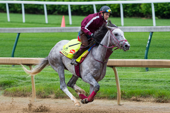 Lani, trained by Mikio Matsunaga, gallops in preparation for the Kentucky Derby in Louisville, Kentucky.