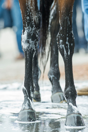 Soap runs down the legs of Preakness favorite Nyquist, during his bath at Pimlico Race Course in Baltimore, Maryland.