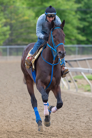 Preakness contender Laoban, trained by Eric Guillot, gallops during morning workouts at Pimlico Race Course in Baltimore Maryland.