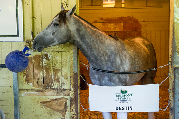 Belmont Stakes contender Destin, trained by Todd Pletcher, playing with his Jolly Ball, at Belmont Park in Elmont, New York.