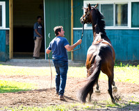 Early Belmont Stakes favorite Exaggerator, trained by Keith Desormeaux, acts up before his bath at Belmont Park in Elmont New York.