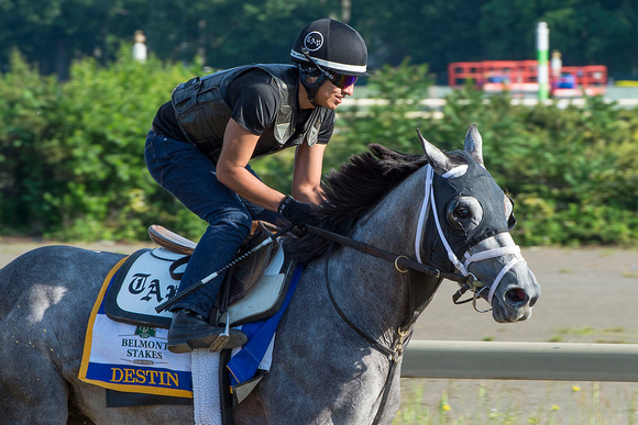 Belmont Stakes contender Destin, trained by Todd Pletcher, gallops on the training track at Belmont Park in Elmont, New York.