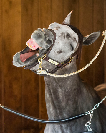 Destin, trained by Todd Pletcher, yawns in his stall after completing morning exercise in preparation for the Kentucky Derby at Churchill Downs in Louisville, Kentucky.