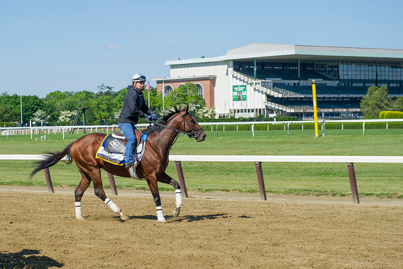 Belmont Stakes contender Brody's Cause, trained by Dale Romans, gallops in preparation for the Belmont Stakes at Belmont Park in Elmont, New York.