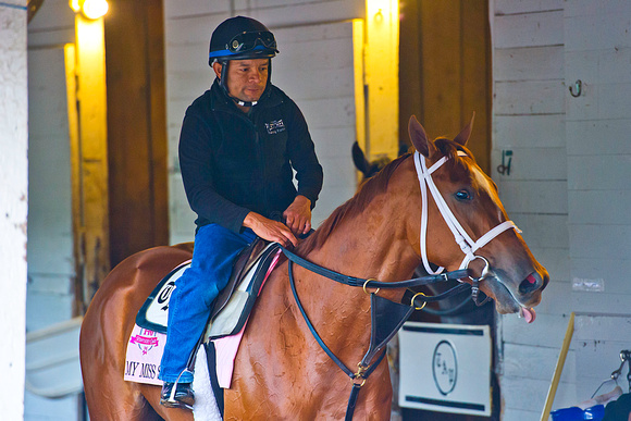 My Miss Sophia walks the shed row after exercising over the Churchill Downs track in preparation for the 140th running of the Kentucky Oaks.