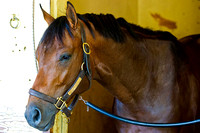 Belmont Stakes contender Commissioner rests in his stall after morning exercises at Belmont Park in New York.