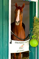 California Chrome at Pimlico Race Course in preparation for the 139th Preakness Stakes in Baltimore, Maryland.