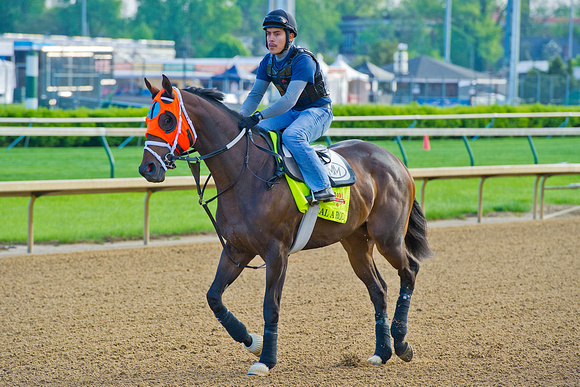 General A Rod heads out to gallop 1 & 1/2 miles in preparation for the 140th Kentucky Derby.