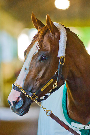 California Chrome cools down after his final workout in preparation for the 136th Belmont Stakes and a possible Triple Crown at Belmont Park in New York.