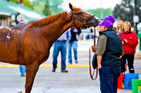 Early Kentucky Derby 140 favorite California Chrome attempts to snack on assistant trainer Alan Sherman's baseball cap.