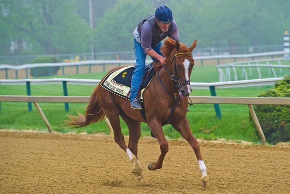 Pablo Del Monte gallops at Pimlico Race Course in Baltimore, Maryland, in preparation for the 139th Preakness Stakes.