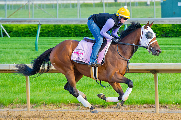 Aurelia's Belle gallops on the main track in preparation for the 140th Kentucky Oaks.