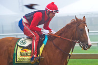 California Chrome jogs around Pimlico Race Course in preparation for the 139th Preakness Stakes in Baltimore, Maryland.