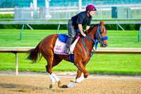 Sugar Shock jogs on the main track at Churchill Downs in preparation for the 140th Kentucky Oaks.