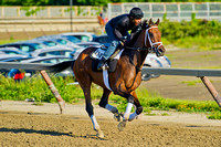 Matterhorn gallops over the training track at Belmont Park in preparation for the 146th Belmont Stakes.
