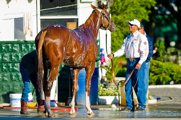 Exercise rider Willie Delgado smiles at Belmont Stakes contender California Chrome during his morning bath at Belmont Park.