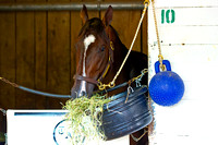 Vinceremos enjoys his hay after preparations for the 140th Kentucky Derby at Churchill Downs in Louisville, Kentucky.