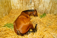 Candy Boy napping in his stall after early morning preparations for the 140th Kentucky Derby at Churchill Downs in Louisville, Kentucky.
