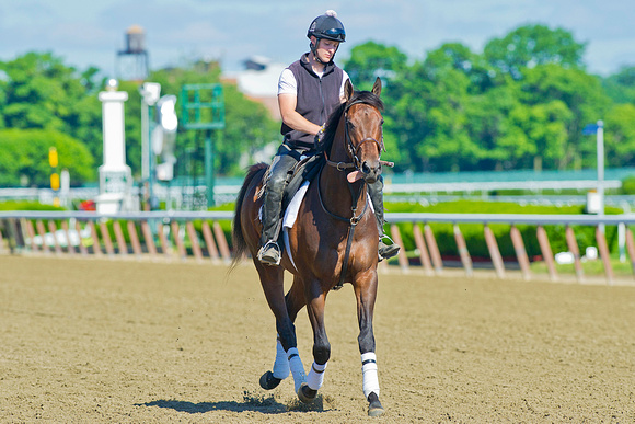 Bemont Stakes contender Medal Count jogs on the main track at Belmont Park in New York.